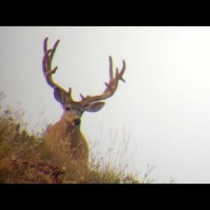 Awesome Bucks on the Hill - MonsterMuleys.com