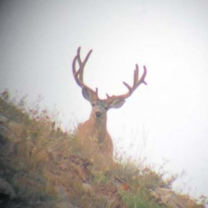 High Country Big Buck