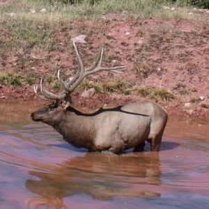 Archery elk hunt in Wyoming. Bull scored 365 4/8.