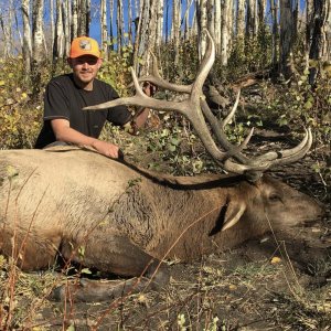 Colorado Bull Elk Hunting