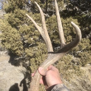 Muley Shed for Buckhorn