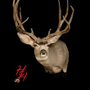 Big Buck and Great Taxidermy