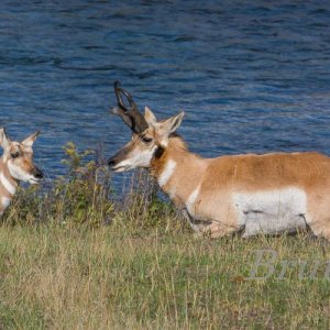 Antelope September 2015 a-3490.JPG