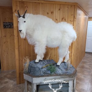 ElkManDan’s Rocky Mtn. Goat