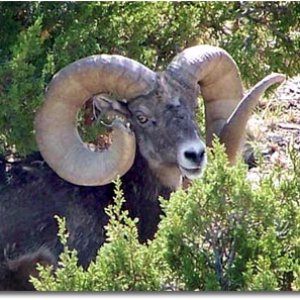 colorado-bighorn-sheep-dies2.jpg