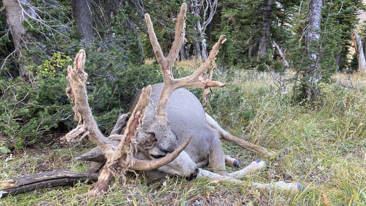 203-inch Wyoming Buck