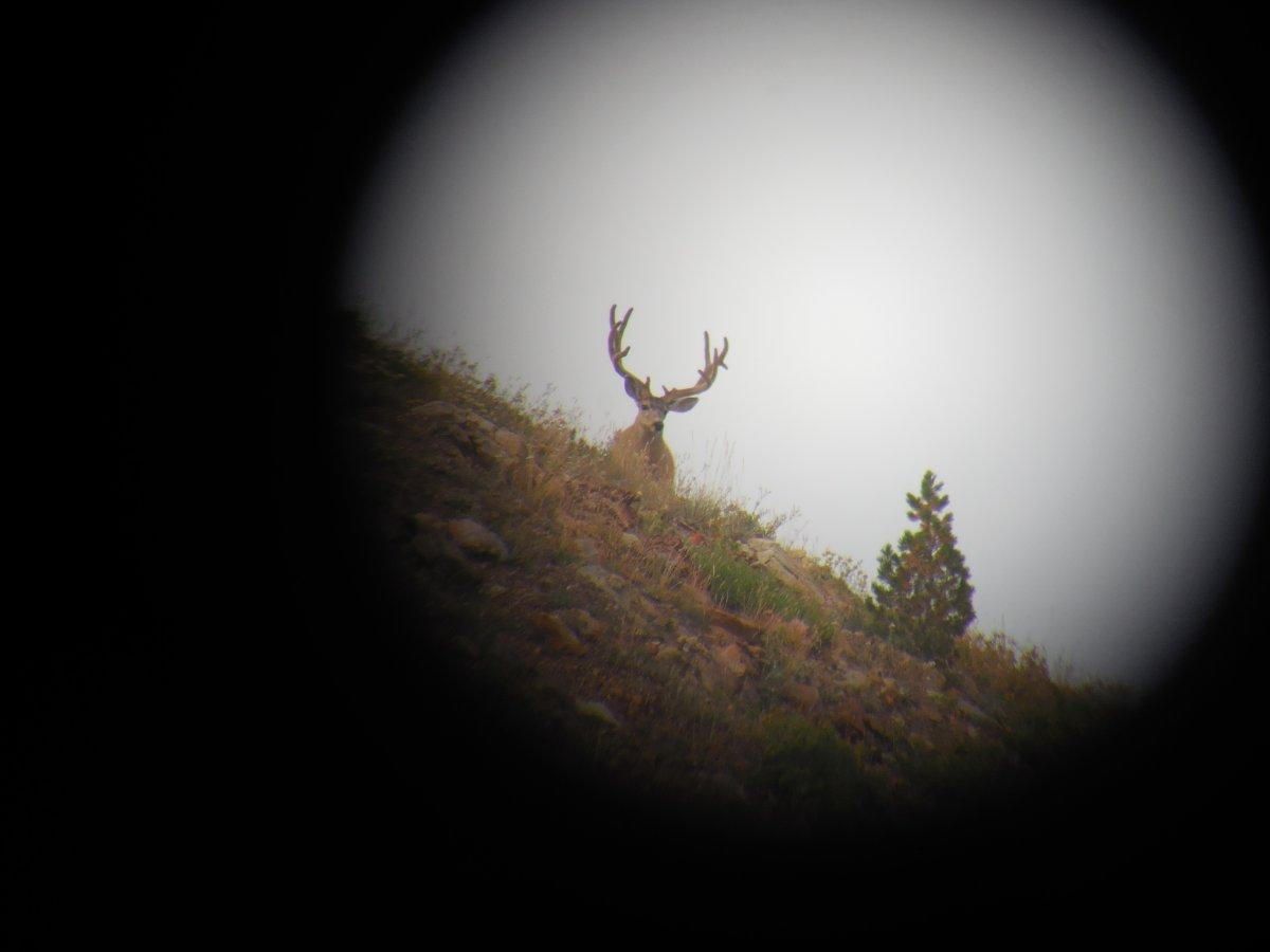 High Country Wyoming Buck