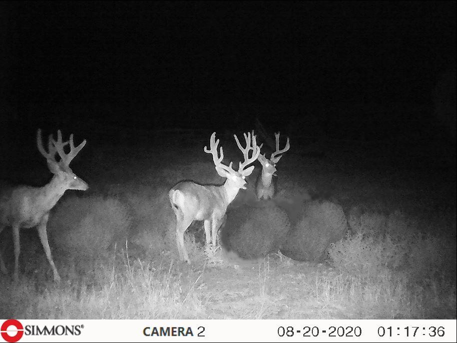 Zieser Buck Trail Cam 8 20 20.JPG