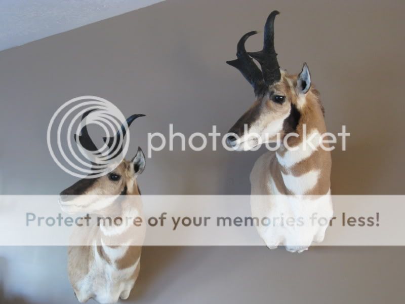 AntelopeMounts-6.jpg