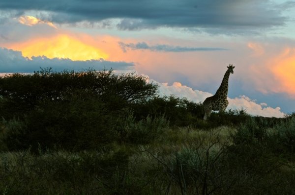 1020african_giraffe_at_sunset.jpg