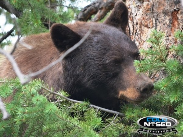 3203utah_bear_outfitter_cold_nosed_outfitters_cnohunts.jpg