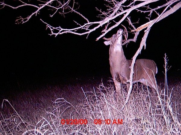 3242pg_2011_another_buck_at_the_windmill_scrape.jpg