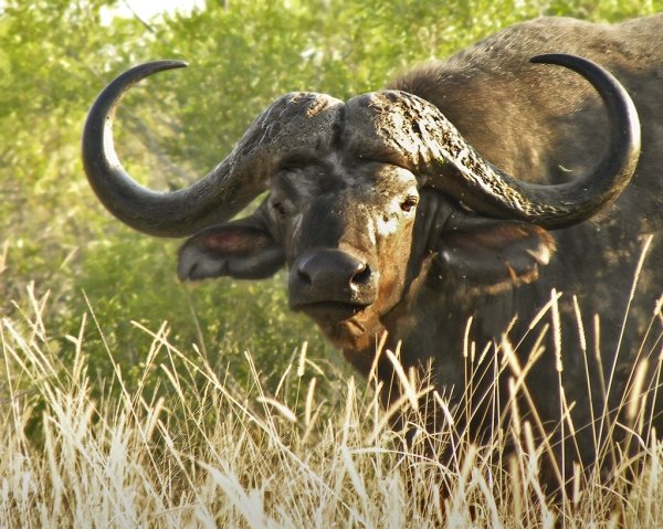 340cape_buffalo_re-worked_by_roland.jpg