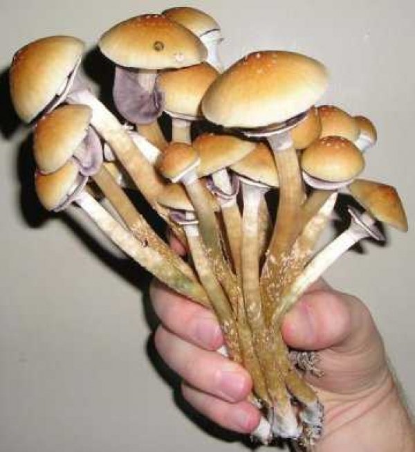 4905wild-magic-mushrooms.jpg