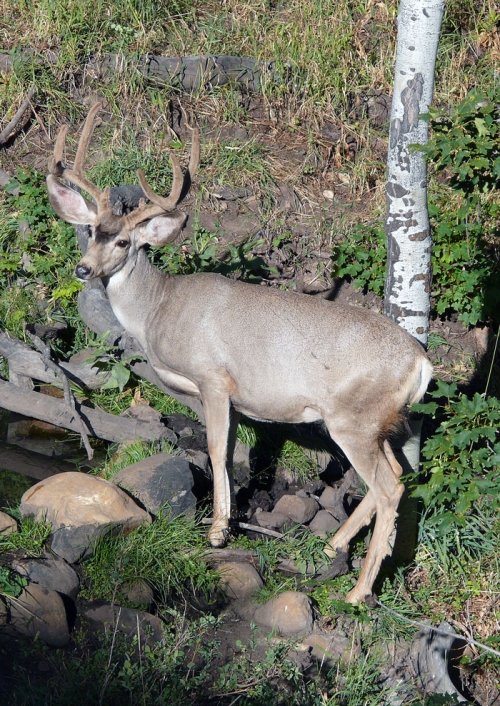 5347buck-deer.jpg