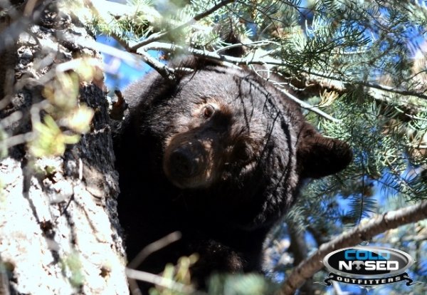 5699top_rated_outfitter_utah_cold_nosed_outfitters_bear_hunting.jpg