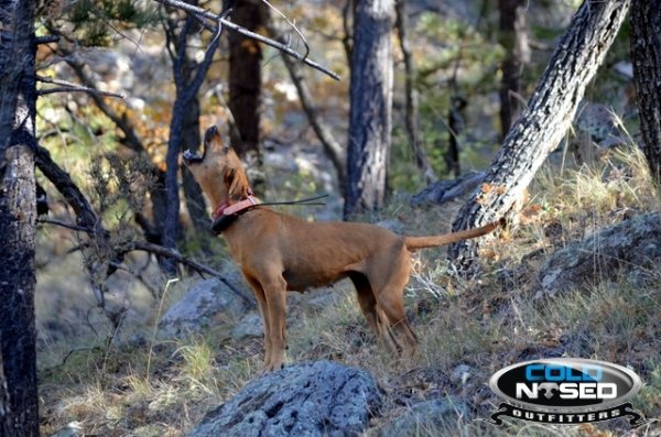 677big_game_hounds_utah_cold_nosed_outfitters.jpg