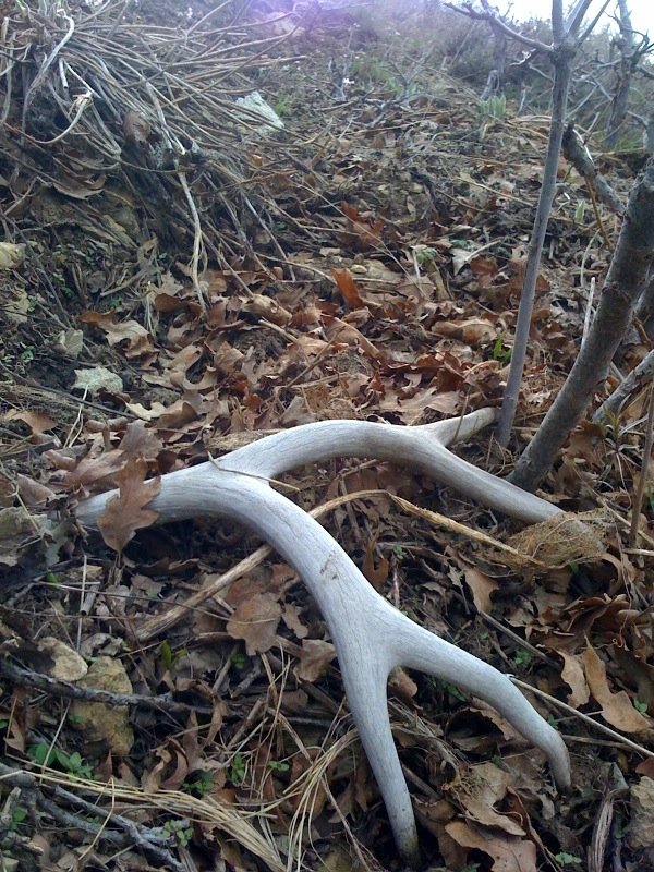 4586matching_four_point_to_buried_antler.jpg