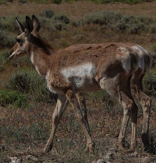 5659twin-antelope.jpg