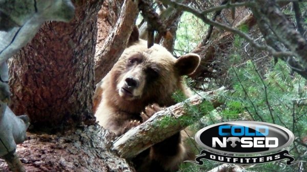 6782bear_hunts_cold_nosed_outfitters.jpg