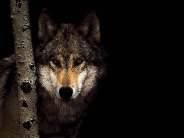 9011wild-wolf-animal-howl.jpg