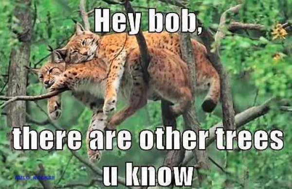 9181funny-cats-in-the-tree---funny-tigers-in-the-tree---bobcat.jpg