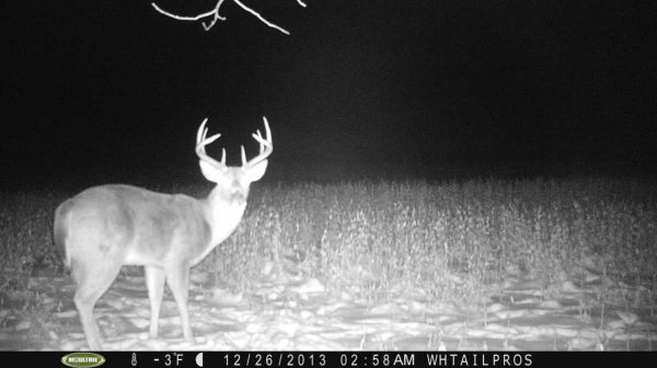 477612_midwest_whitetail.jpg
