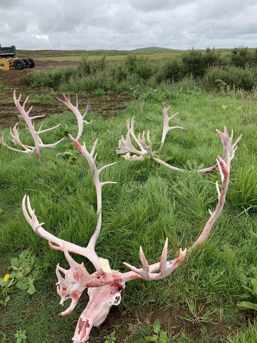 Planning a Caribou Hunt for 2024 | Alaskan Adventures | Monster Muleys ...