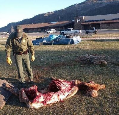A Yellowstone National Park ranger oversees the removal of a cow elk that was killed by a pack of wolves on the Gardiner football field.  (Courtesy of Jim Baldwin)