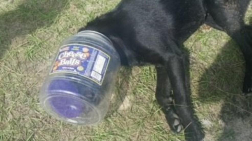 8e47aee9-ca94-42e6-9af7-140bfff61a99-large16x9_Dogstuckincheeseballscontainer_MarionCo.AnimalC...jpg