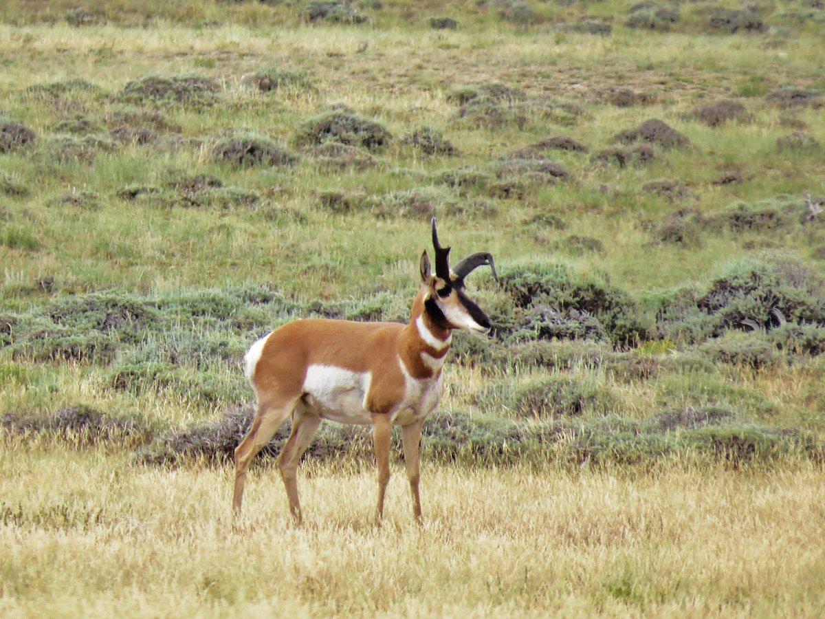 Antelope bucks 020.JPG