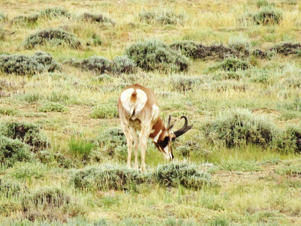 Antelope bucks 023.JPG