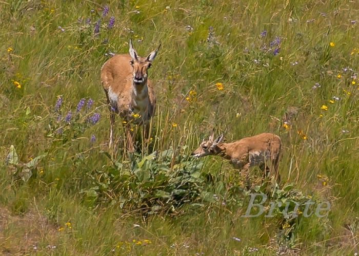 Antelope with fawn July 2017 a-1147.JPG