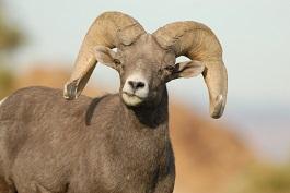 Bighorn-Sheep-Ram-3-.jpg