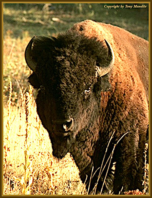 #bison3B.jpg