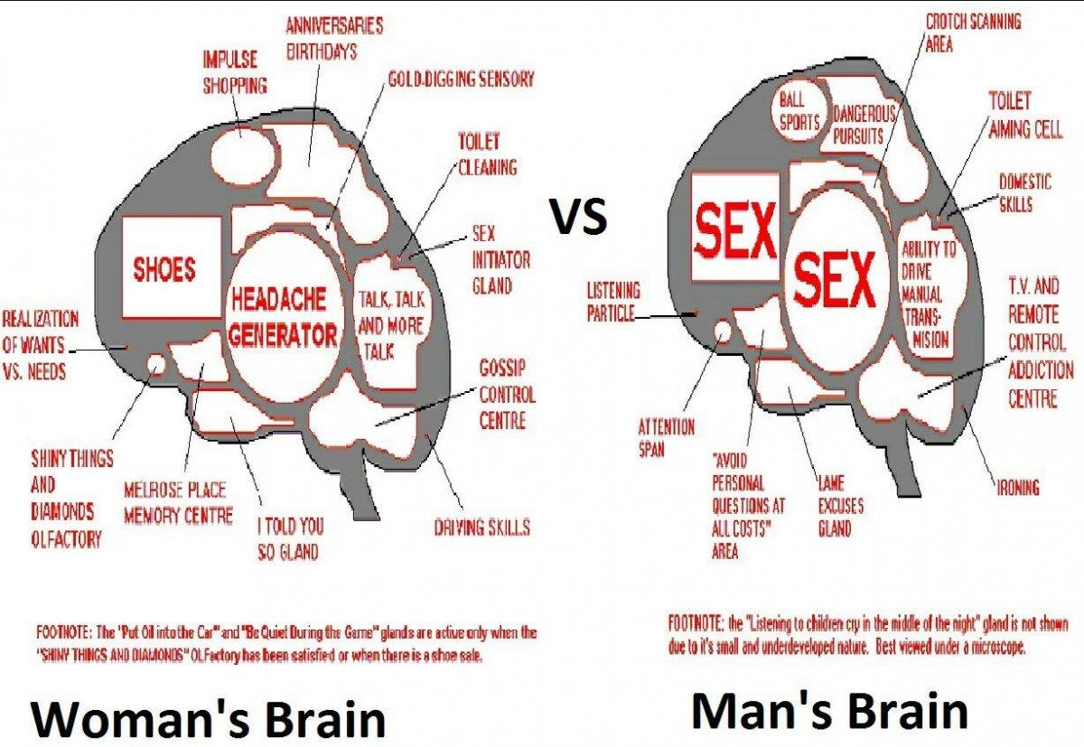 brains.jpg