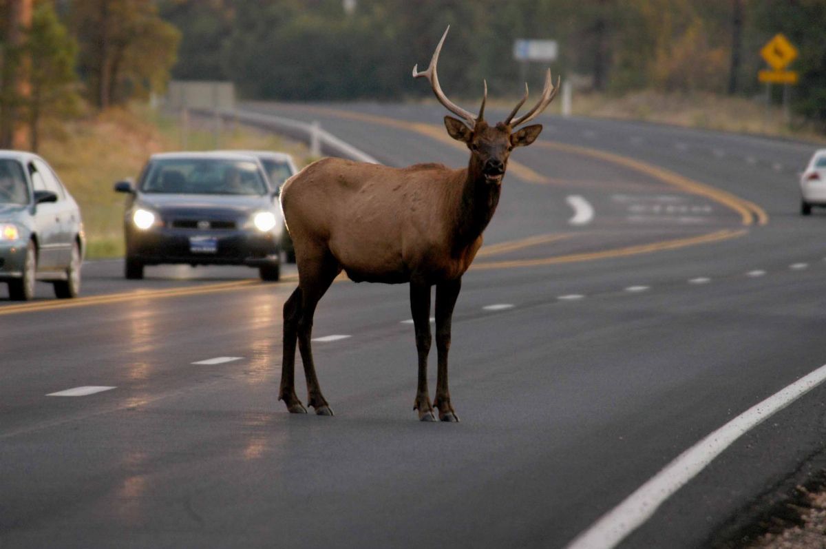 Bull+Elk+on+road.jpg