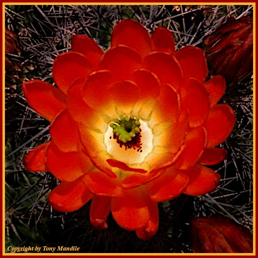 Cactusflower2.jpg