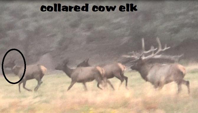 collared cow elk.jpg
