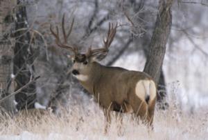 colorado-mule-deer-hunt-guide55.jpg