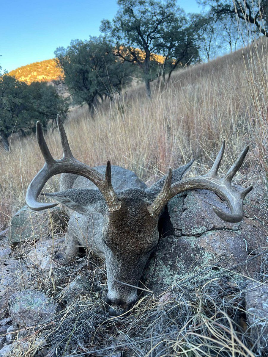 Coues Buck Down.jpeg
