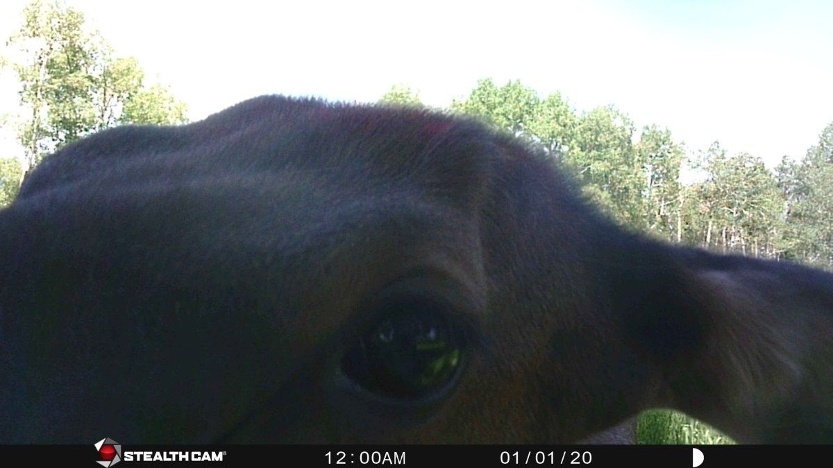 cow closeup.jpg