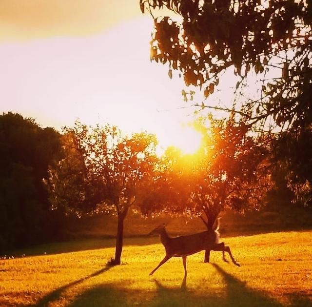 Deer in Yard (bright sun).jpg