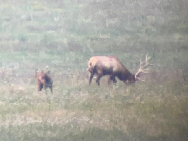 Elk 2 8-28-22.jpg