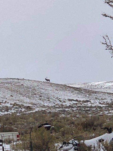 Elk at Bentleys.jpg