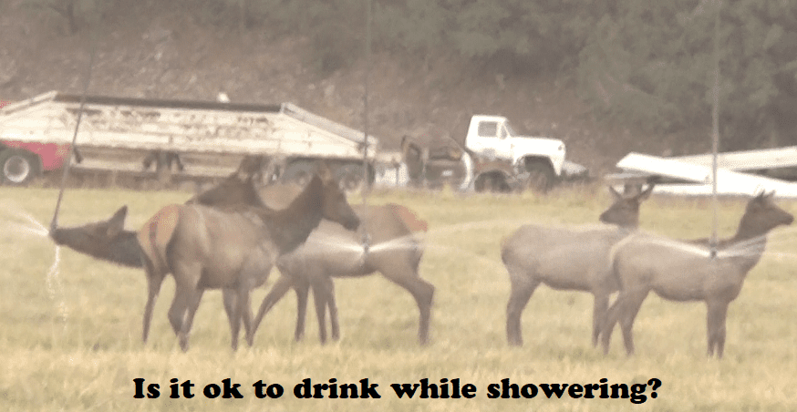 Elk drinking while showering - Copy.png