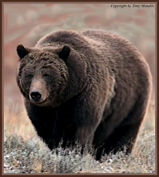 grizzly1.jpg