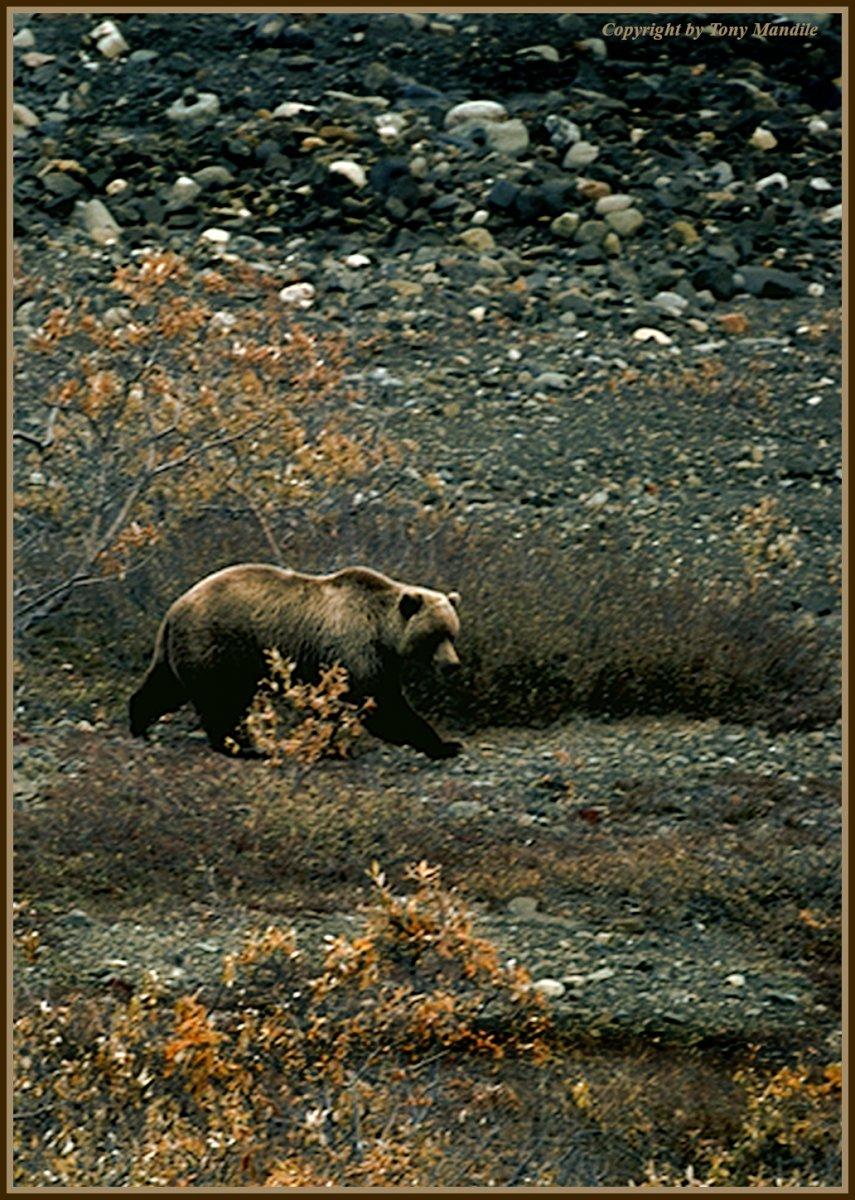 grizzly2.jpg