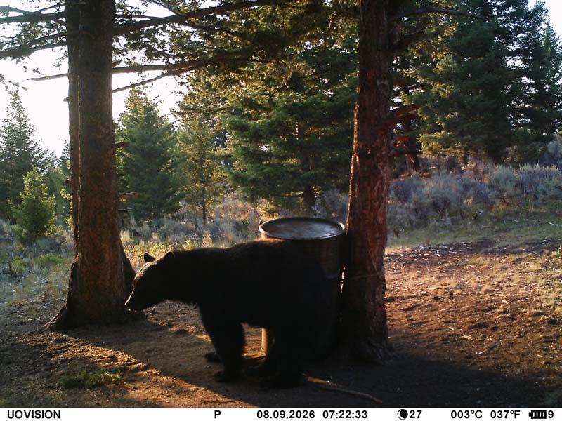 Idaho Bear Hunts.JPG