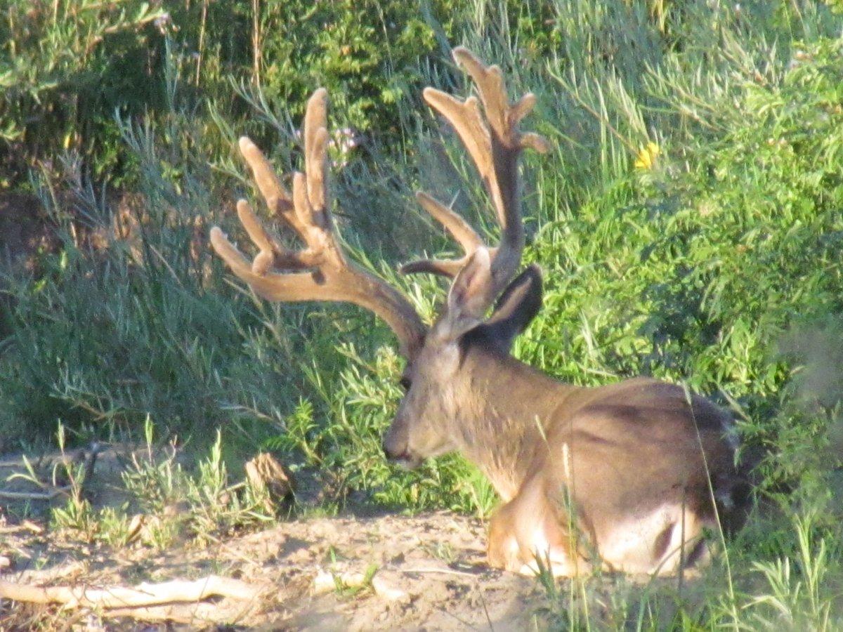 Mid Auagust 14 Elk Mtn 075.JPG